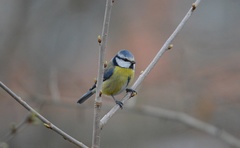 Cyanistes caeruleus