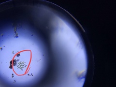 Hydrodictyaceae