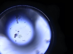 Hydrodictyaceae