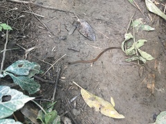 Tantilla melanocephala