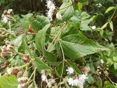 Chromolaena bigelovii