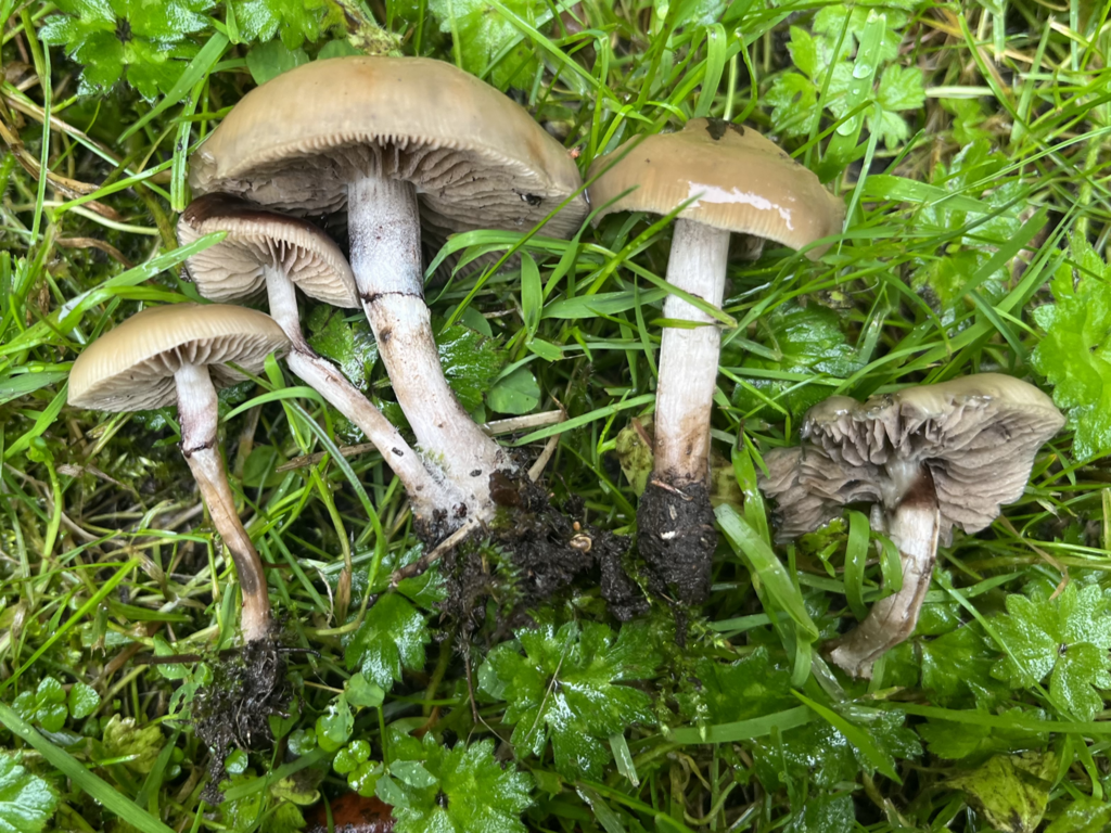 Psychedelic Ovoid Mushroom from Southwest Portland, Portland, OR, USA
