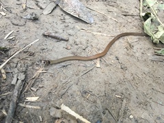 Tantilla melanocephala