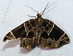 Gandaritis atricolorata
