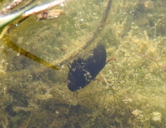 Hydrochara caraboides