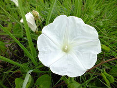 Ipomoea hartwegii