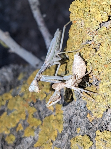 Mediterranean Mantis, Granada, ES-AN, ES, photo 8 of 10