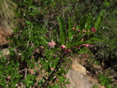 Bridgesia incisifolia