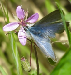 Glaucopsyche lygdamus