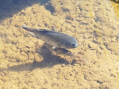 Sarotherodon melanotheron