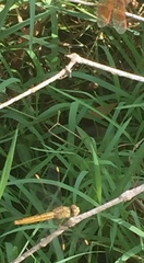 Brachythemis contaminata