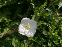 Oenothera kunthiana