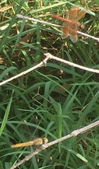 Brachythemis contaminata