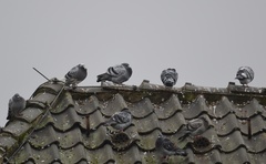 Columba livia domestica