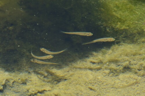 Peruvian silverside (Basilichthys semotilus) — Atherinopsidae — 4