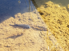 Sarotherodon melanotheron