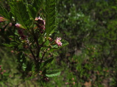 Bridgesia incisifolia