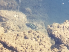 Abudefduf abdominalis