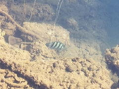 Abudefduf abdominalis