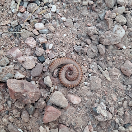 Desert Millipede