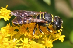 Ectemnius arcuatus