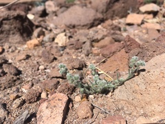 Johnstonella pusilla