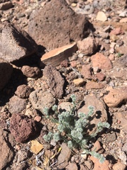 Johnstonella pusilla