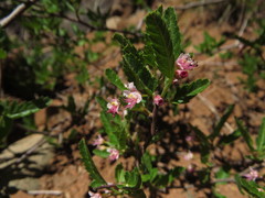 Bridgesia incisifolia