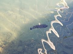 Sarotherodon melanotheron