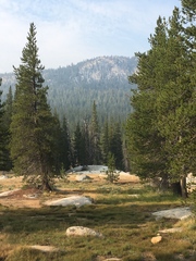 Pinus contorta murrayana