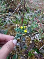 Hieracium avilae