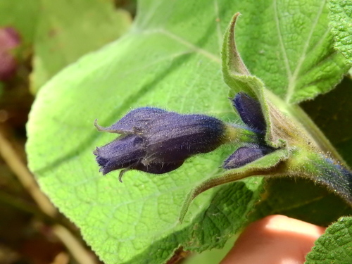Largeleaf Sage (Salvia macrophylla)