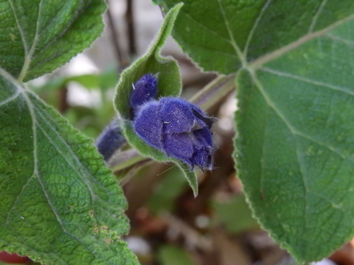 Salvia macrophylla, photograph 1