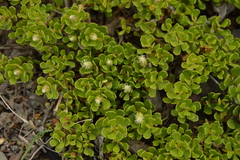 Baccharis magellanica
