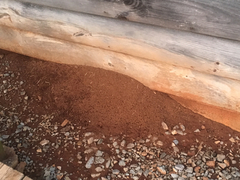 Solenopsis saevissima