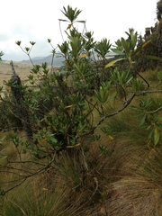 Solanum stenophyllum