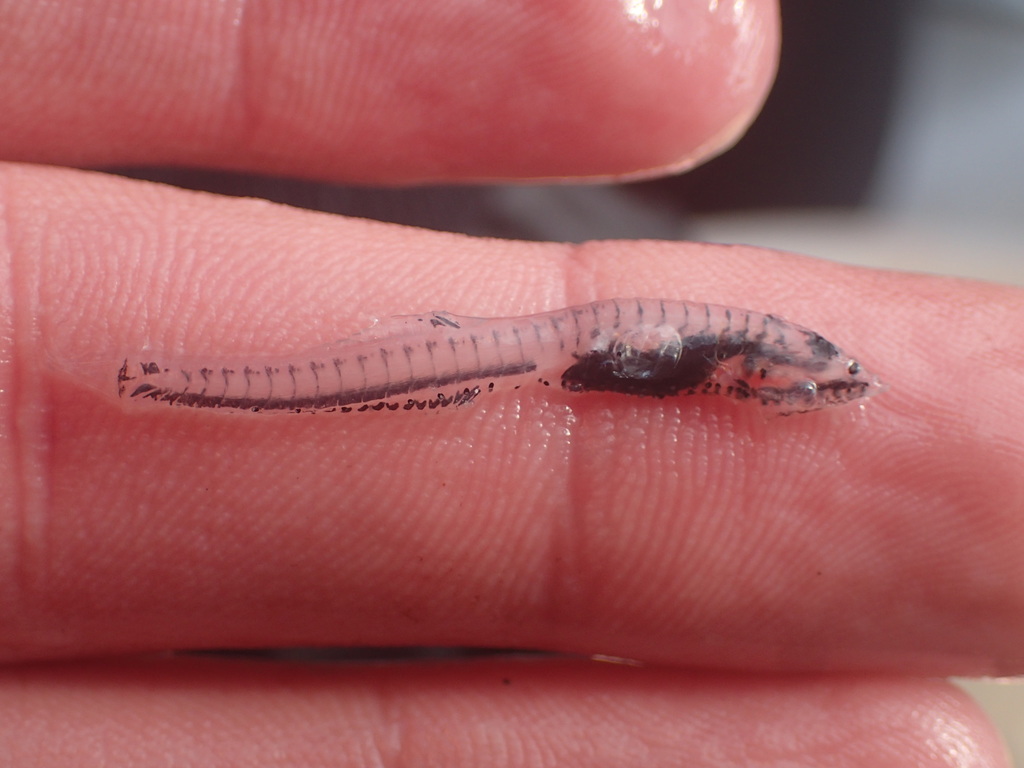 Benttooth Bristlemouth