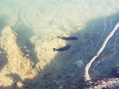 Sarotherodon melanotheron