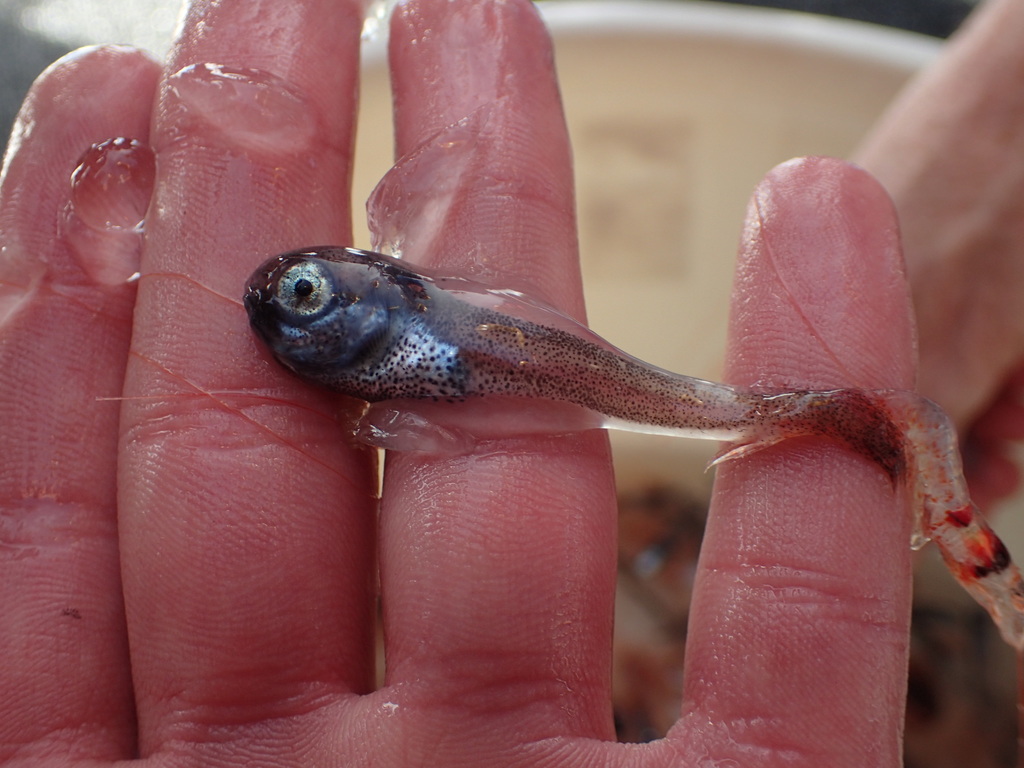 Tadpole Snailfish