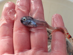 Nectoliparis pelagicus