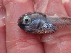 Nectoliparis pelagicus