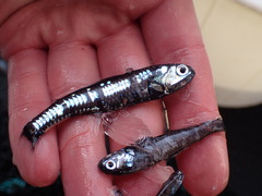 Northern Lampfish photo 2