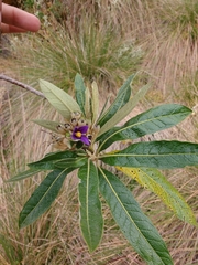 Solanum stenophyllum