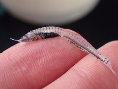 Benttooth Bristlemouth photo 2