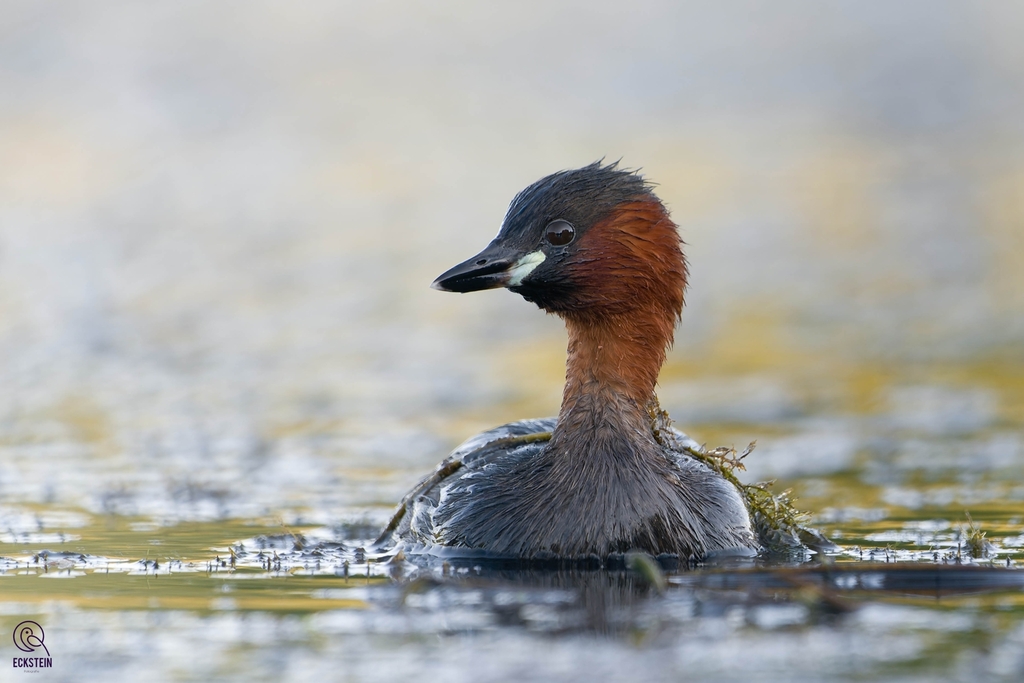 Zwergtaucher (Vögel am Reinheimer Teich ) · iNaturalist