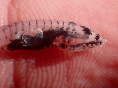 Benttooth Bristlemouth photo 3