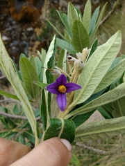 Solanum stenophyllum