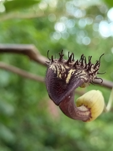 Aristolochia taliscana, photograph 3