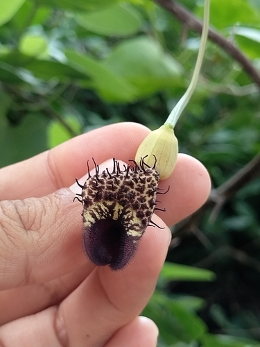 Aristolochia taliscana, photograph 4