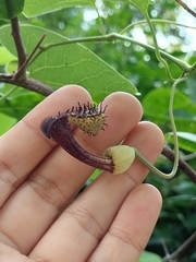 Aristolochia taliscana, photograph Sinaloa Silvestre, CC0, iNaturalist via GBIF